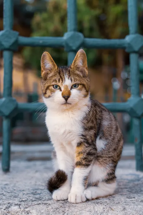 Cute Cat Phone Wallpaper · pets · 1440×2160