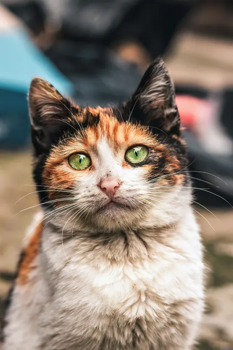 Cute Cat Phone Wallpaper · pets · 1440×2160