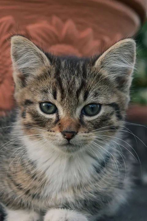 قطة لطيفة خلفية للجوال · pets · 1440×2160
