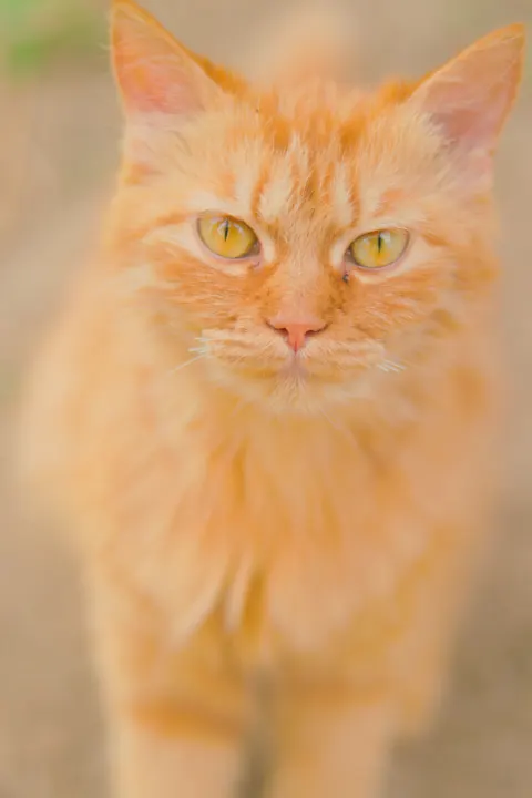 Cute Cat Phone Wallpaper · pets · 1440×2160