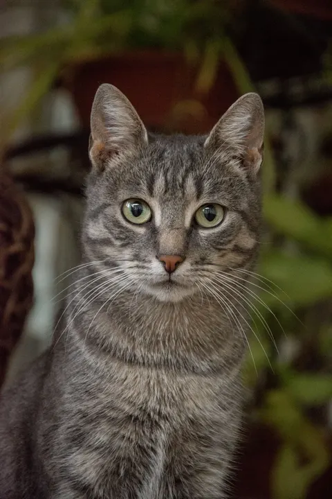 Cute Cat Phone Wallpaper · pets · 1440×2160