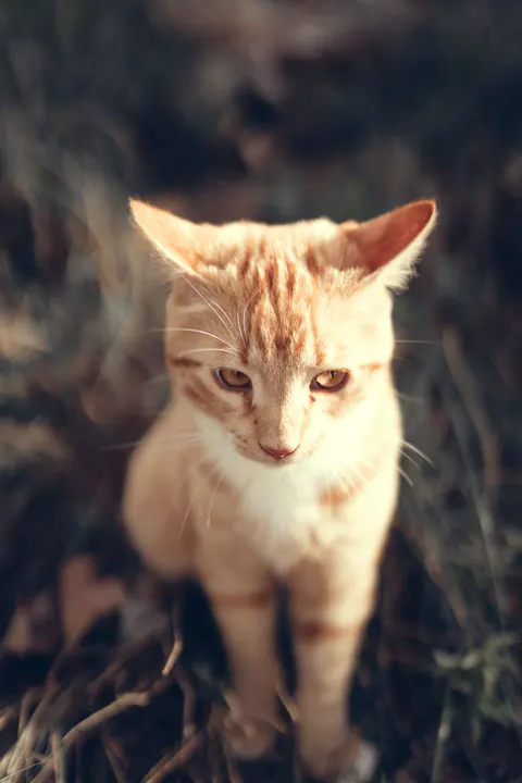 قطة لطيفة خلفية للجوال · pets · 1440×2159