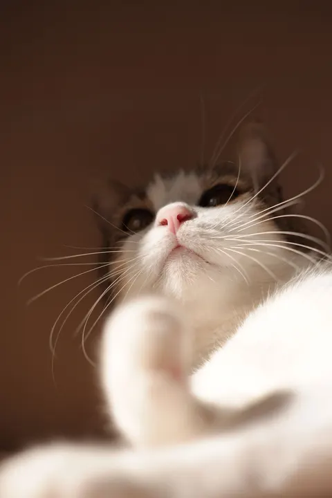 Cute Cat Phone Wallpaper · pets · 1440×2160