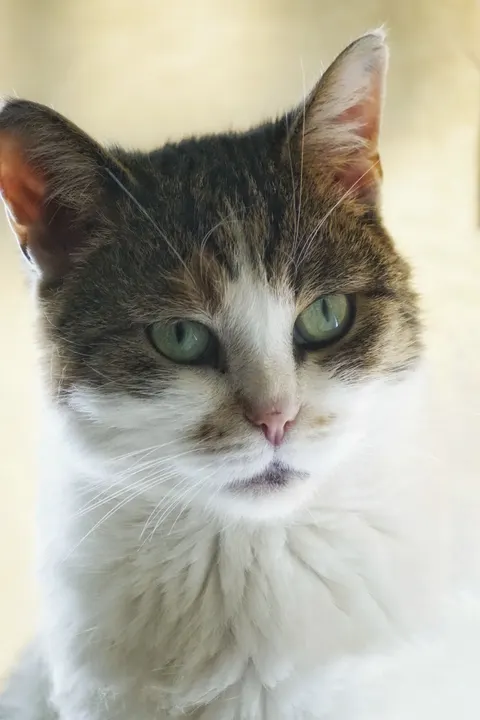 Cute Cat Phone Wallpaper · pets · 1440×2160