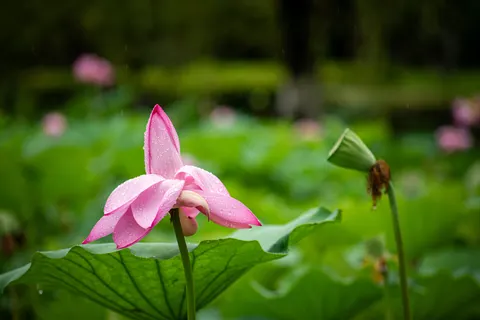 والپیپر نیلوفر آبی با کیفیت 4K · flowers · 3840×2563