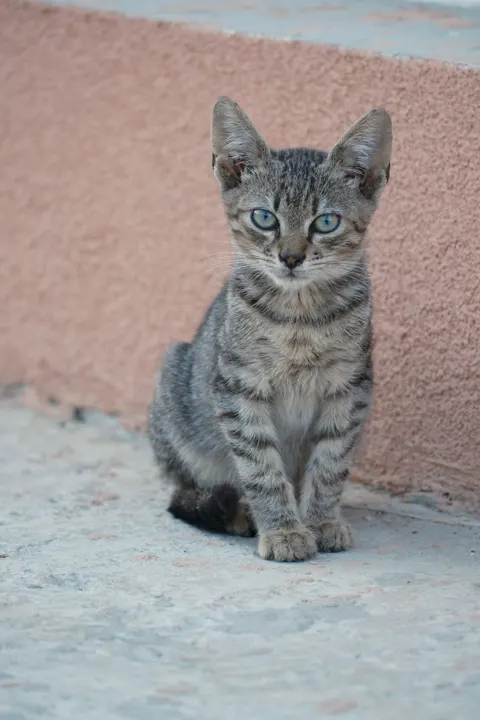 Cute Cat Phone Wallpaper · pets · 1440×2160