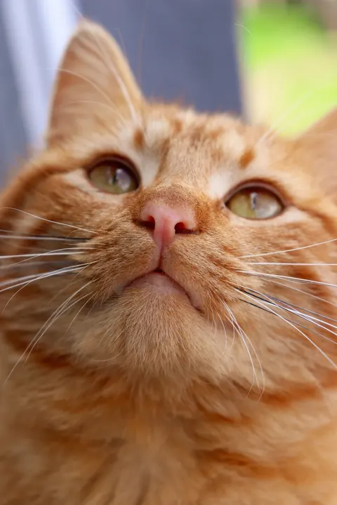 Cute Cat Phone Wallpaper · pets · 1440×2160