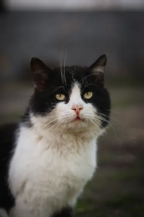 Cute Cat Phone Wallpaper · pets · 1440×2160