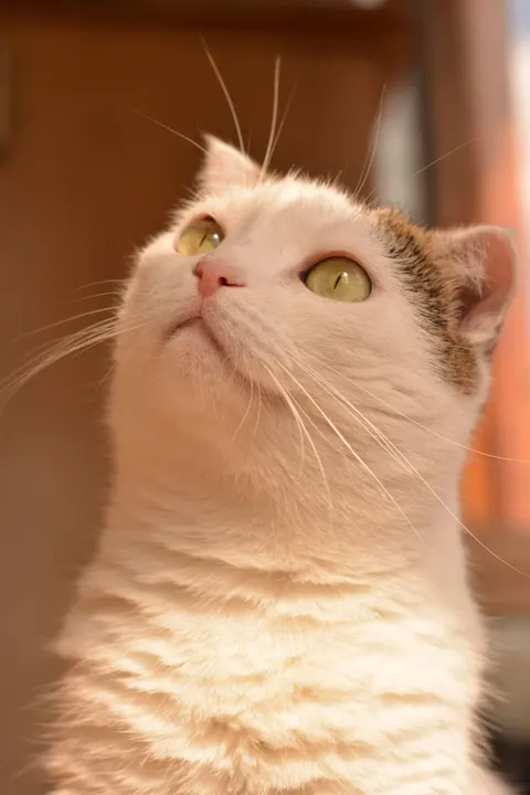 Cute Cat Phone Wallpaper · pets · 1440×2160