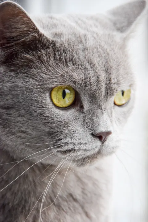 Cute Cat Phone Wallpaper · pets · 1440×2160
