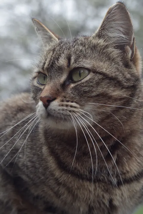 Cute Cat Phone Wallpaper · pets · 1440×2160