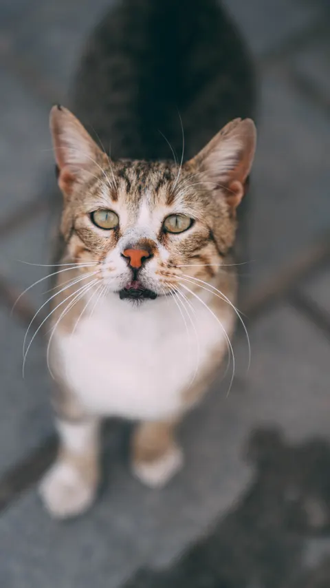 Cute Cat Phone Wallpaper · pets · 1440×2561