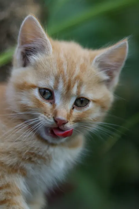 Cute Cat Phone Wallpaper · pets · 1440×2160