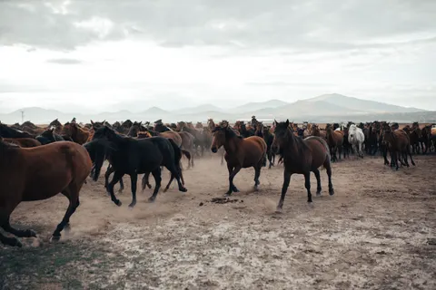 Sfondo Cavallo 4K · animals · 3840×2560