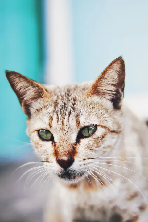 Cute Cat Phone Wallpaper · pets · 1440×2160
