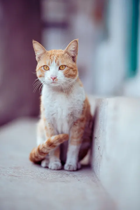 可爱猫咪 手机壁纸 · pets · 1440×2159