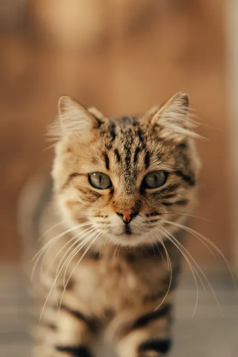 Cute Cat Phone Wallpaper · pets · 1440×2160