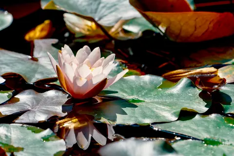 Sfondo Fiore di loto 4K · flowers · 3840×2562
