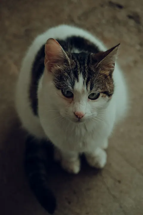 Cute Cat Phone Wallpaper · pets · 1440×2160