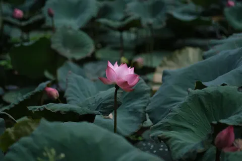 कमल 4K वॉलपेपर · flowers · 3840×2560