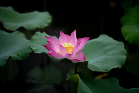 والپیپر نیلوفر آبی با کیفیت 4K · flowers · 3840×2560
