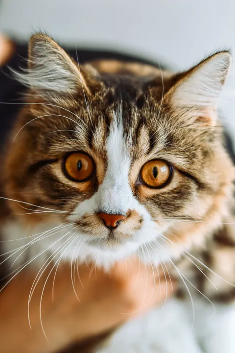 Cute Cat Phone Wallpaper · pets · 1440×2160