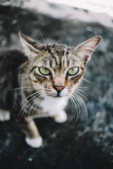 Cute Cat Phone Wallpaper · pets · 1440×2160