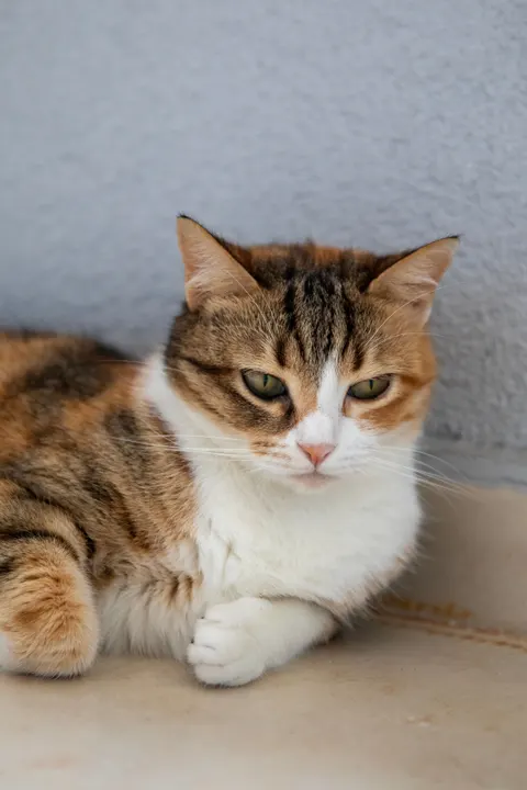 Cute Cat Phone Wallpaper · pets · 1440×2160