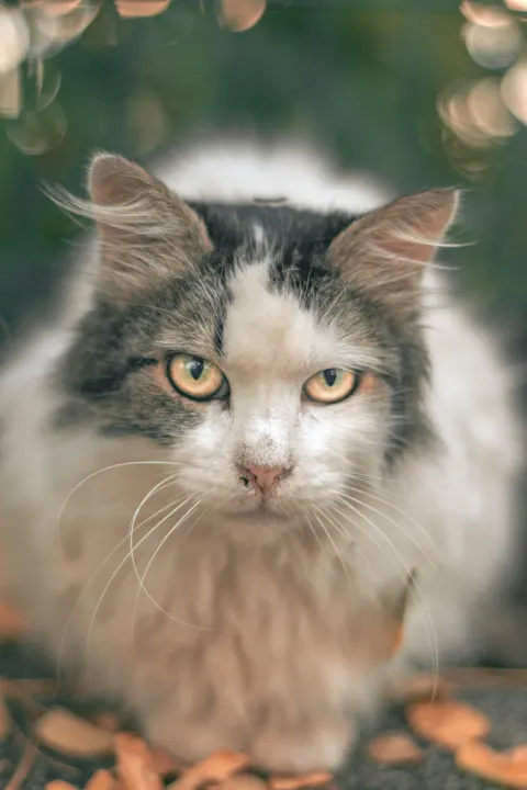 Cute Cat Phone Wallpaper · pets · 1440×2160