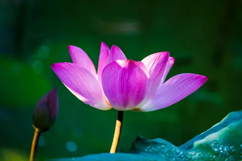 Lotus 4K-achtergrond · flowers · 3840×2563