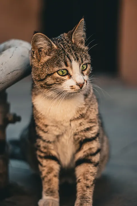Cute Cat Phone Wallpaper · pets · 1440×2160
