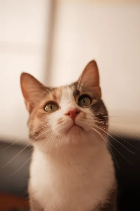 قطة لطيفة خلفية للجوال · pets · 1440×2160