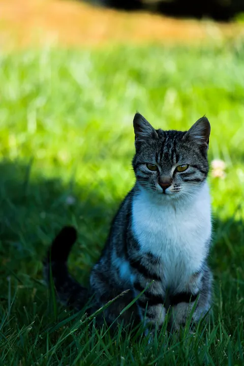 Cute Cat Phone Wallpaper · pets · 1440×2160