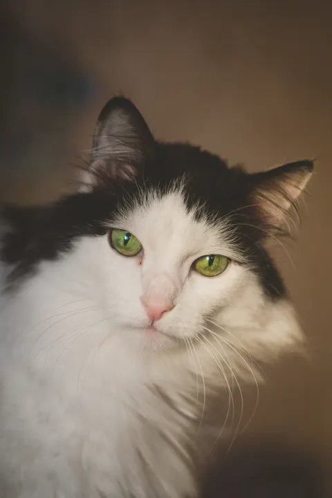 Cute Cat Phone Wallpaper · pets · 1440×2160