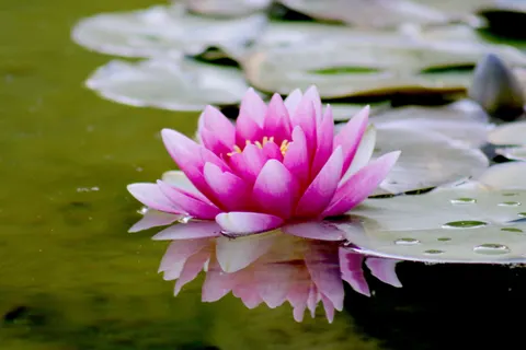 Lotus 4K Wallpaper · flowers · 3840×2560
