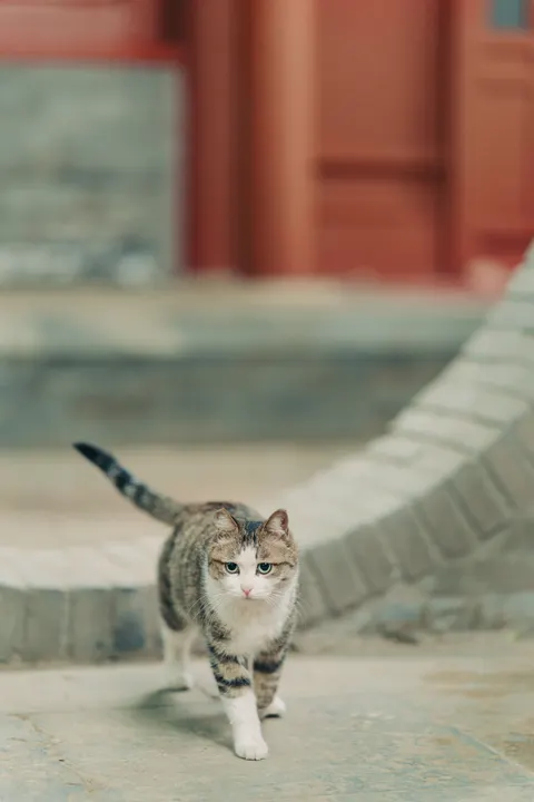Cute Cat Phone Wallpaper · pets · 1440×2160