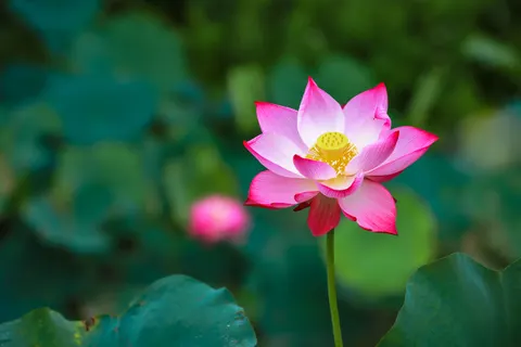 Lotus 4K Hintergrundbild · flowers · 3840×2560