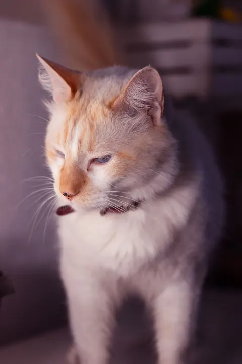 प्यारी बिल्ली मोबाइल वॉलपेपर · pets · 1440×2160