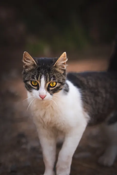 Cute Cat Phone Wallpaper · pets · 1440×2160