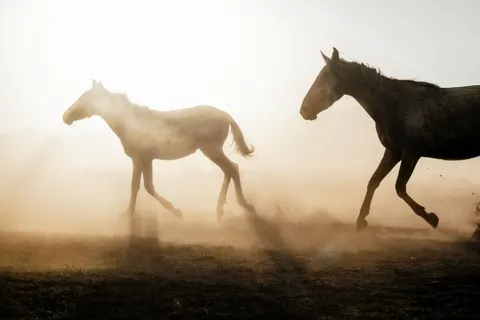 Wallpaper Kuda 4K · animals · 3840×2560