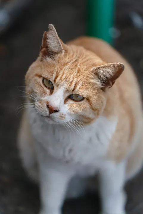 Cute Cat Phone Wallpaper · pets · 1440×2159