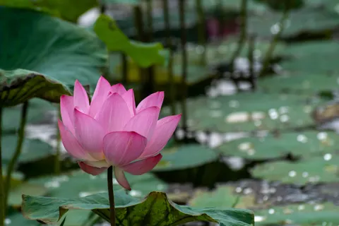 Lotus 4K Hintergrundbild · flowers · 3840×2560