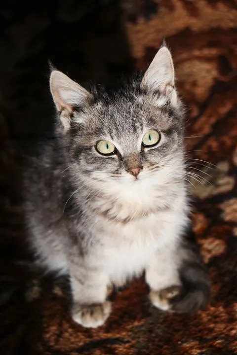 Cute Cat Phone Wallpaper · pets · 1440×2160