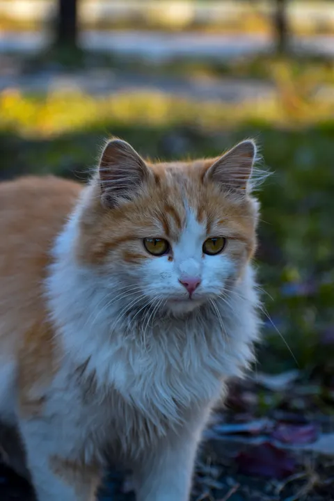 Fondo de Pantalla para Móvil Gato Tierno · pets · 1440×2160