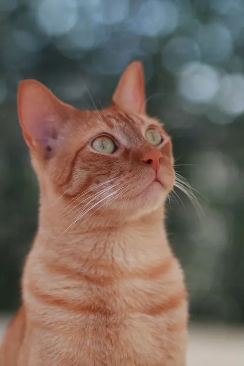 Gatto Tenero Sfondo per Telefono · pets · 1440×2160