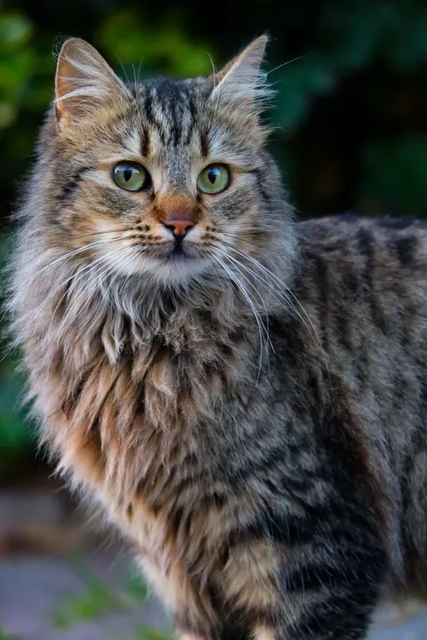 Cute Cat Phone Wallpaper · pets · 1440×2160