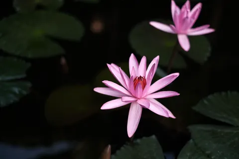 Lotus 4K Hintergrundbild · flowers · 3840×2560
