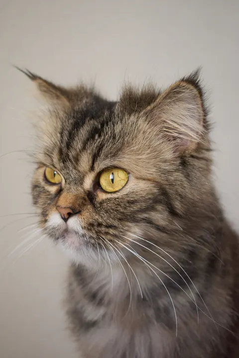Cute Cat Phone Wallpaper · pets · 1440×2160