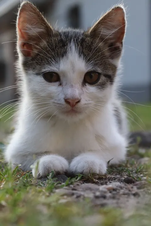 Kucing Lucu Wallpaper HP · pets · 1440×2160