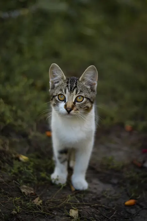 Cute Cat Phone Wallpaper · pets · 1440×2160